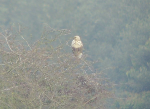 Rough-legged Buzzard