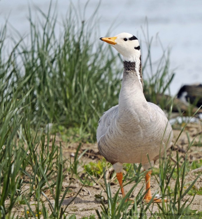Bar-headed Goose
