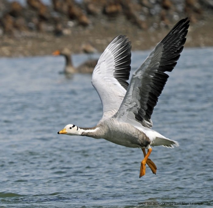 Bar-headed Goose
