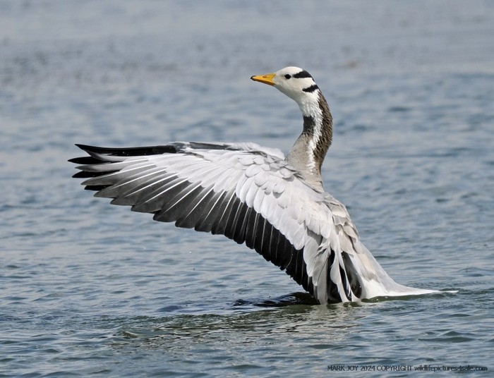 Bar-headed Goose