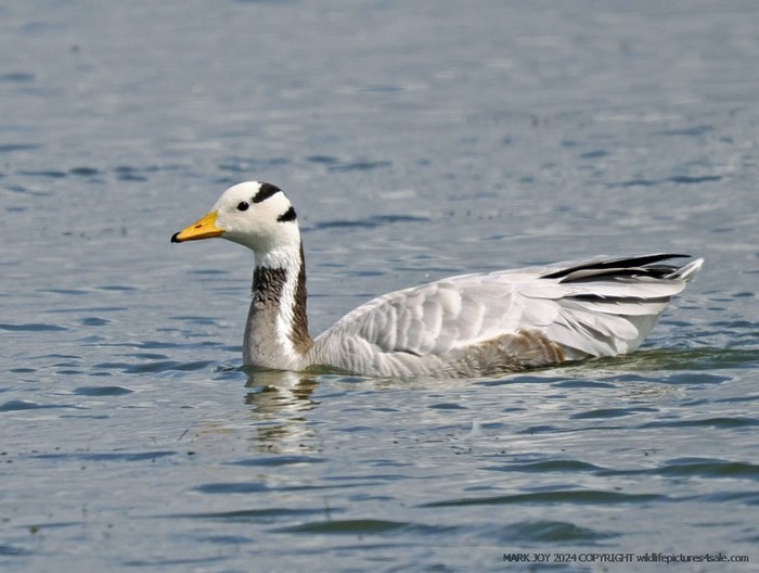 Bar-headed Goose