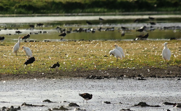 Cattle Egret