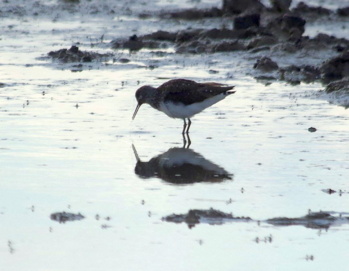 Green Sandpiper