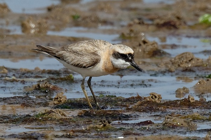 Greater Sand Plover