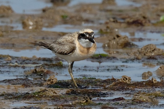 Greater Sand Plover