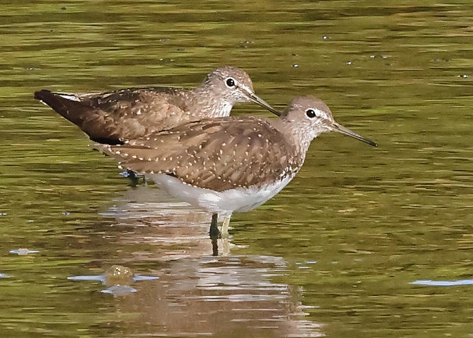 Green Sandpiper