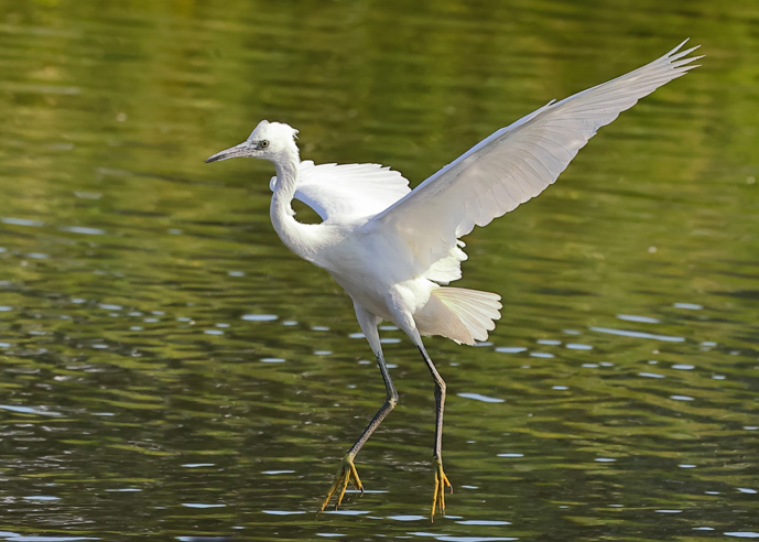 Little Egret