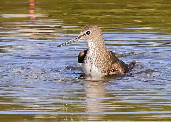 Green Sandpiper