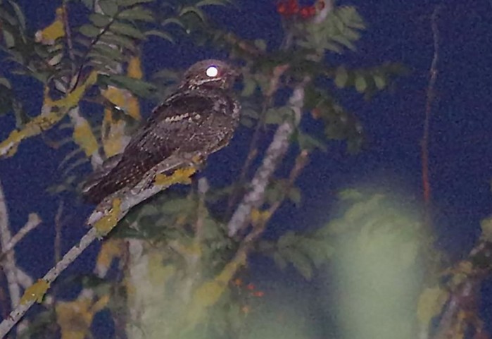 Nightjar