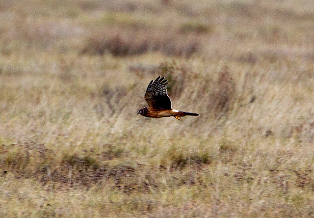 Northern Harrier