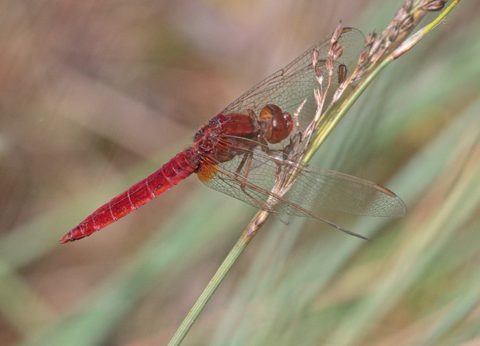 Scarlet Darter dragonfly