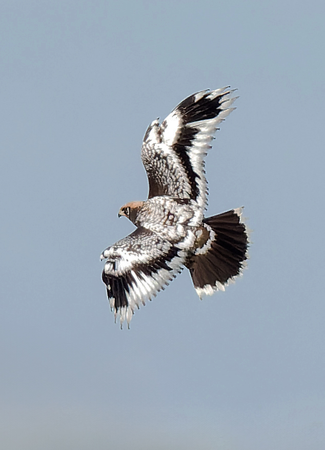 Marsh Harrier