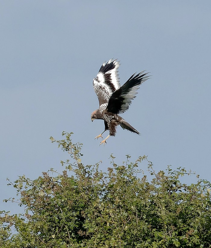 Marsh Harrier