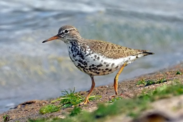 Spotted Sandpiper