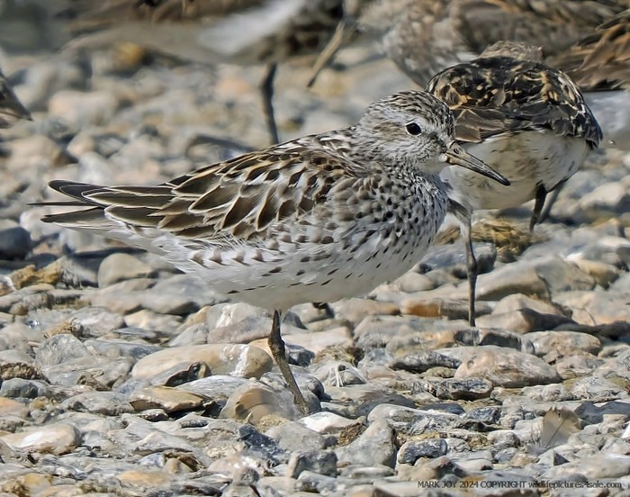 White-rumped Sandpiper