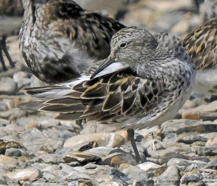 White-rumped Sandpiper