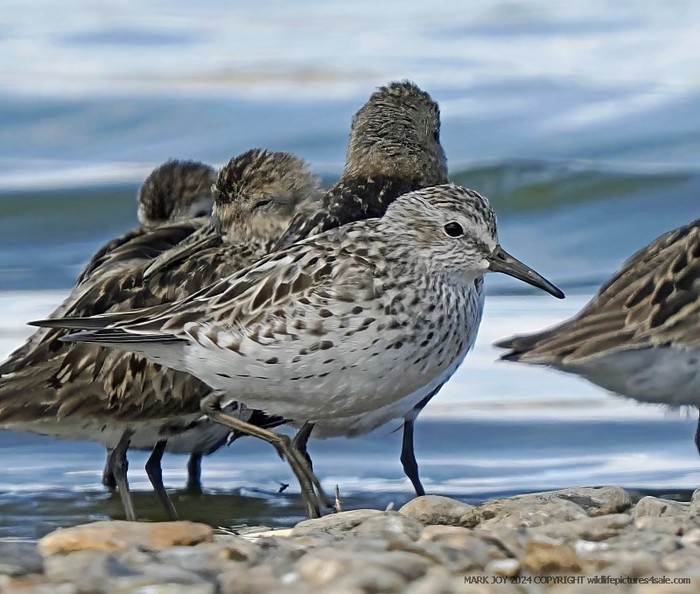 White-rumped Sandpiper