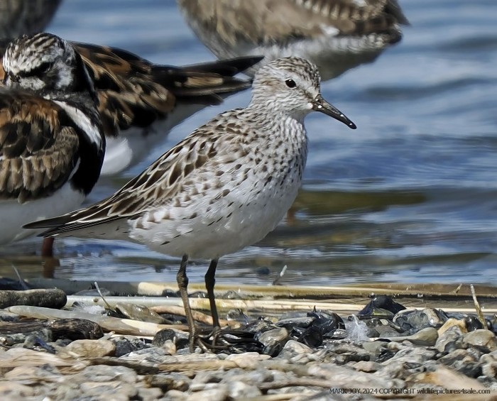 White-rumped Sandpiper