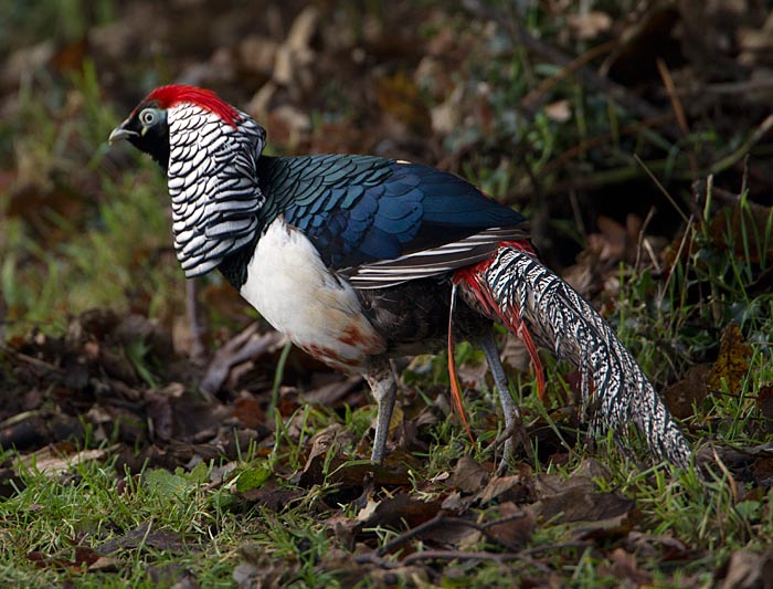 Lady Amherst's Pheasant