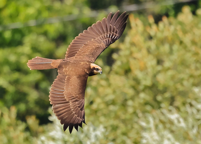 Marsh Harrier