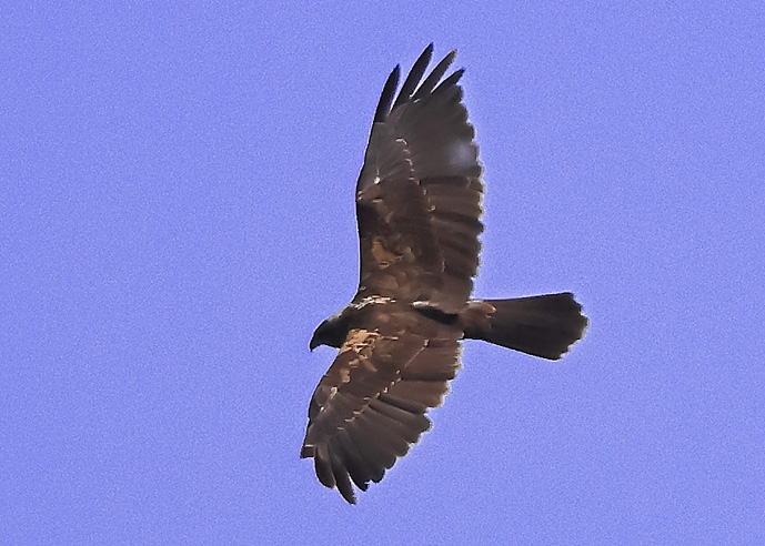 Marsh Harrier