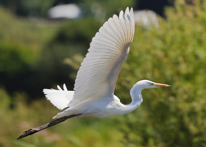 Great White Egret