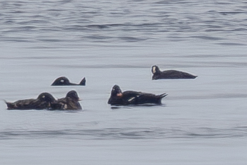 Stejneger's Scoter