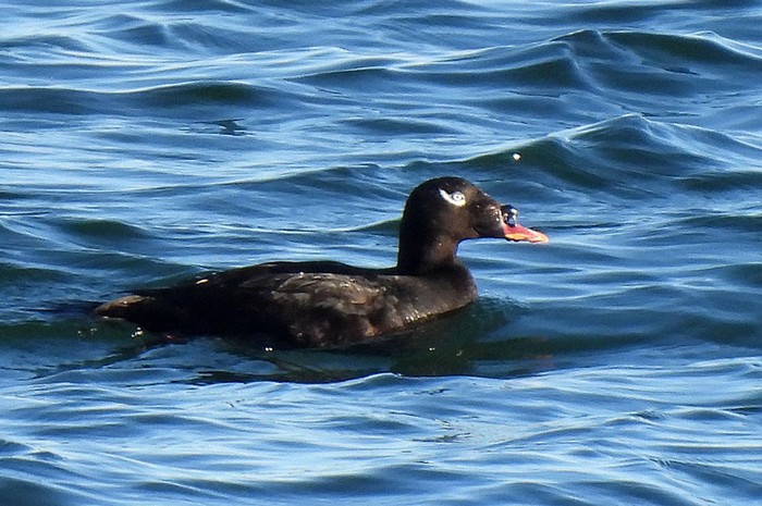 Stejneger's Scoter