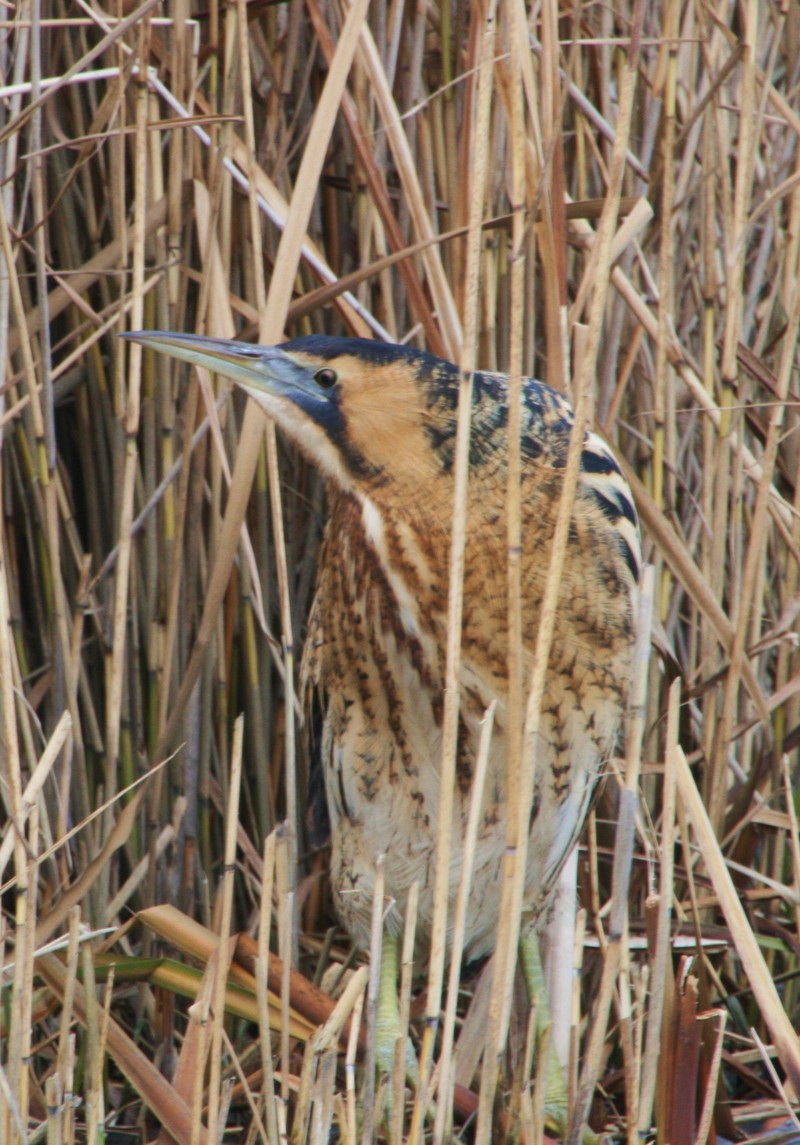 Bittern