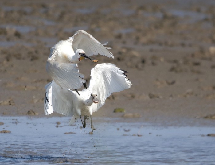Spoonbill