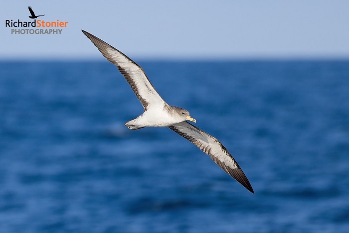 Cory's Shearwater