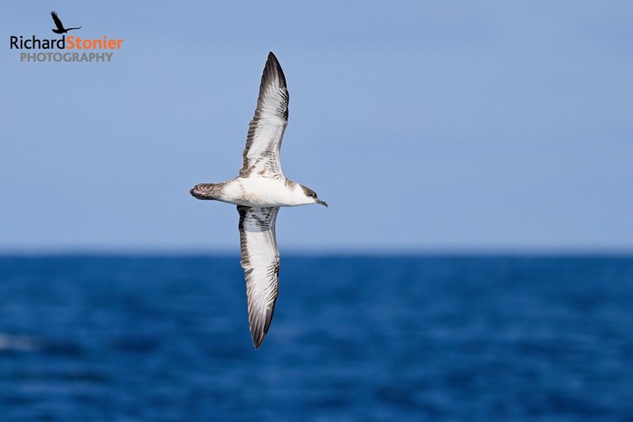 Great Shearwater