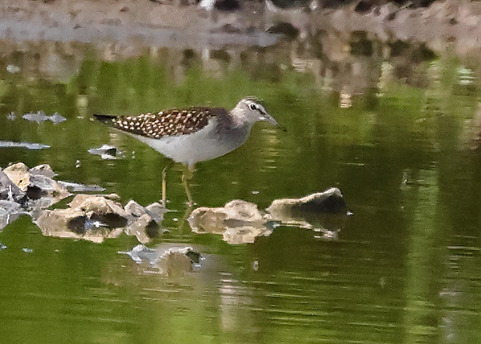 Wood Sandpiper