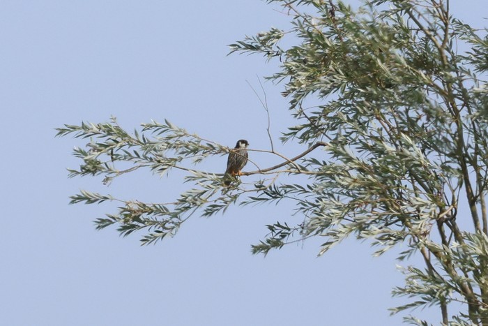 Hobby
