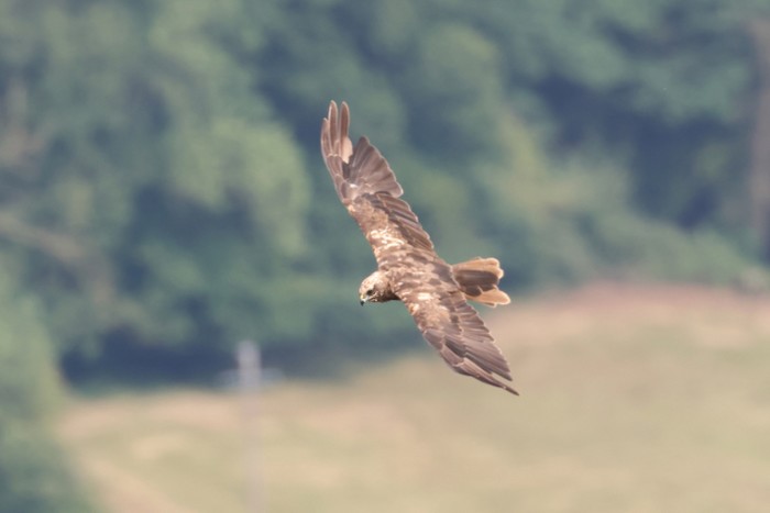 Marsh Harrier