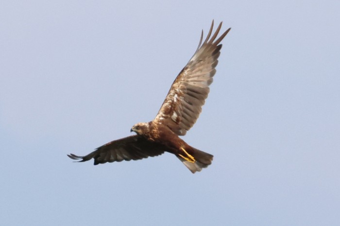 Marsh Harrier