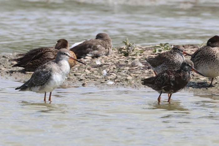 Spotted Redshank
