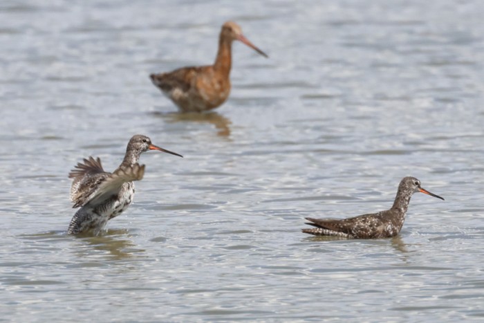 Spotted Redshank