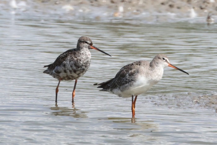 Spotted Redshank