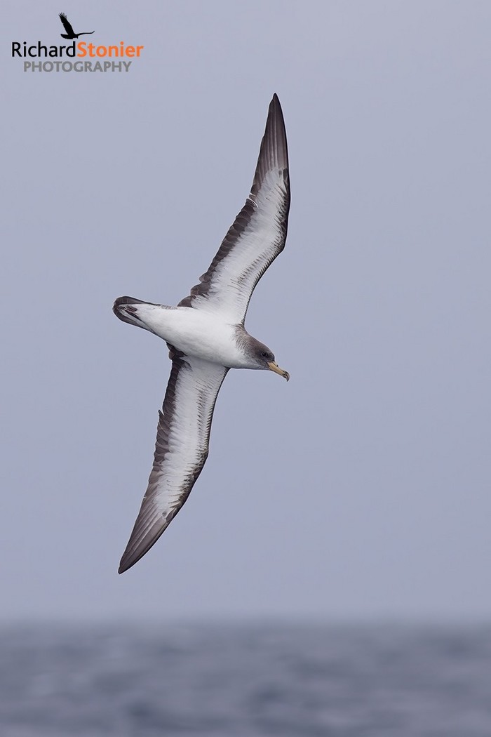Cory's Shearwater