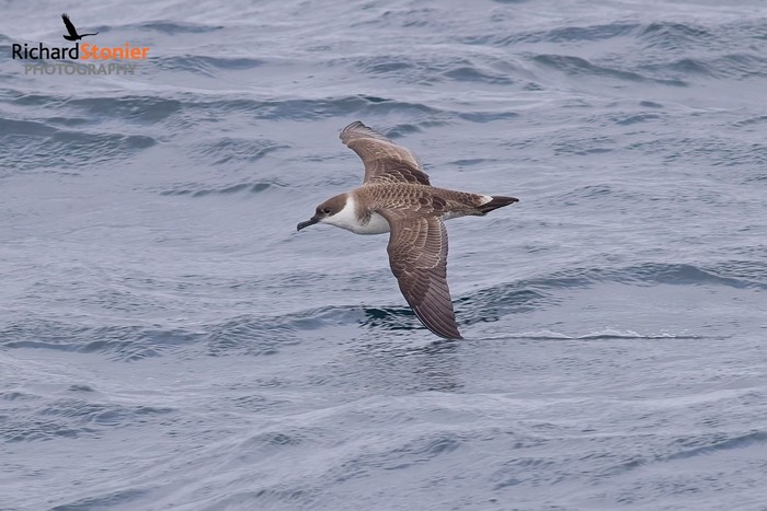 Great Shearwater
