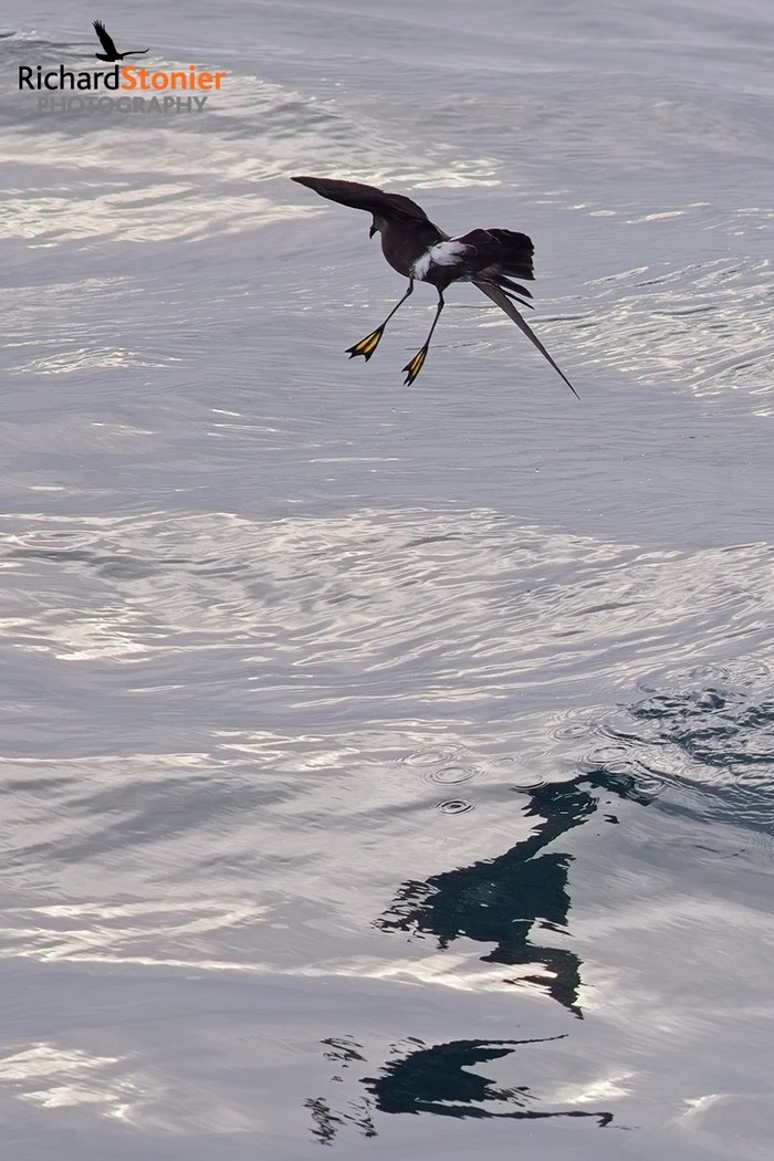 Wilson's Petrel