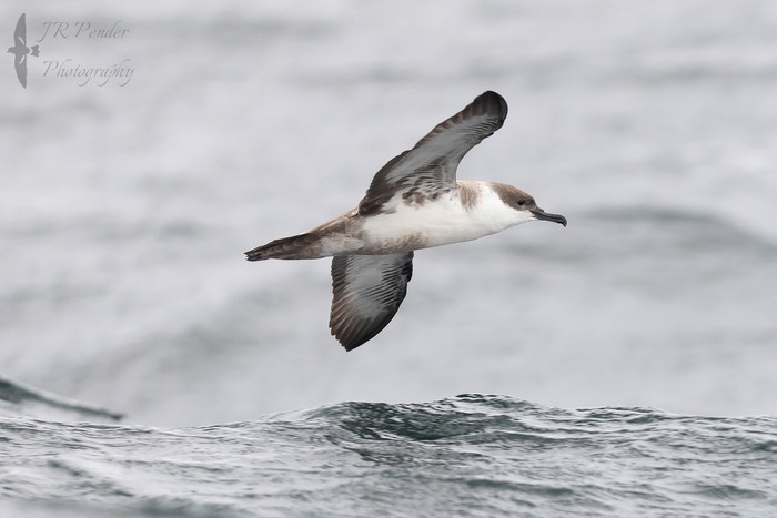 Great Shearwater