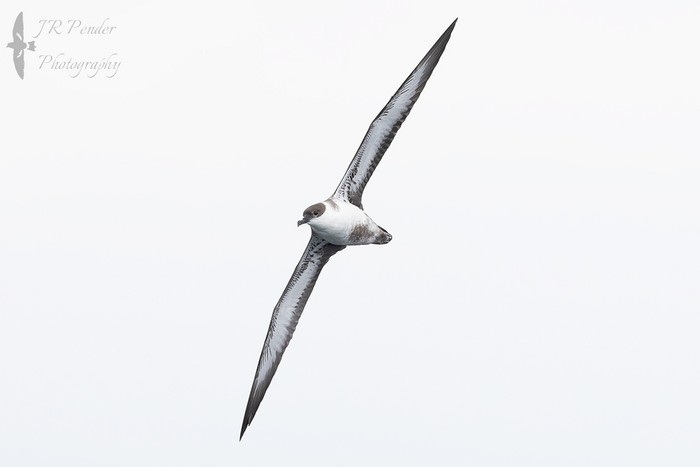 Great Shearwater