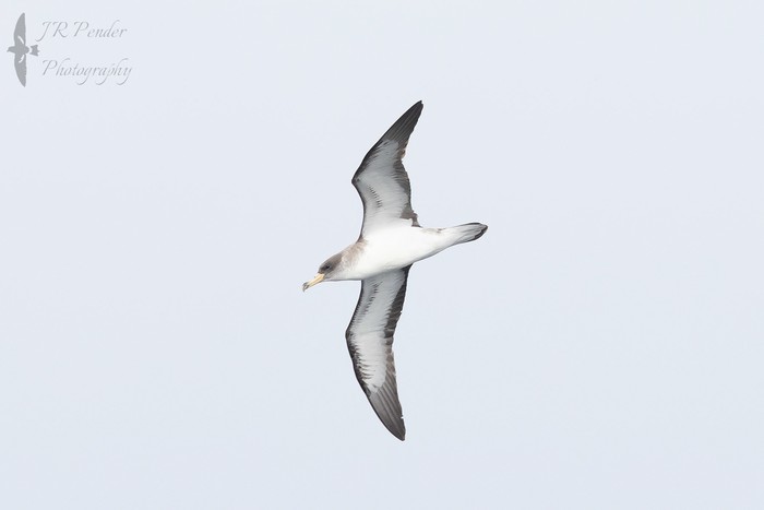 Cory's Shearwater
