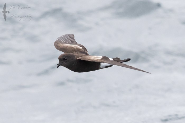 Wilson's Petrel