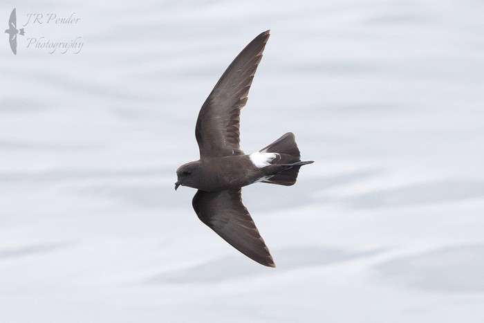 Wilson's Petrel