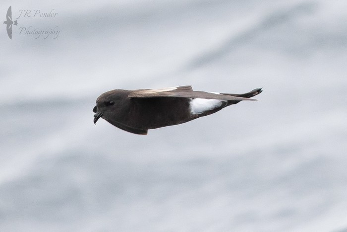 Wilson's Petrel