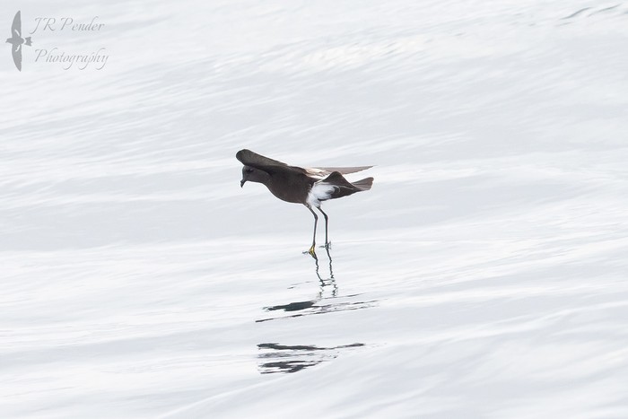 Wilson's Petrel