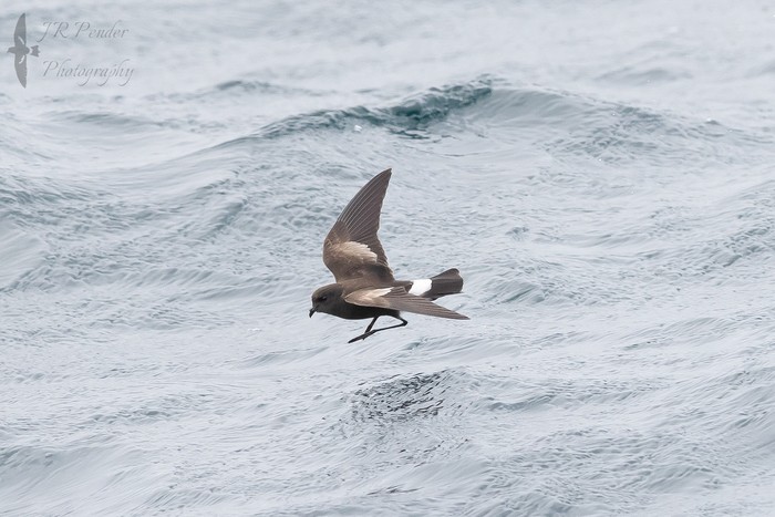 Wilson's Petrel